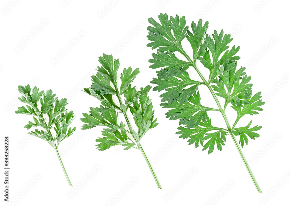 Three sprigs of medicinal wormwood isolated on a white background. Sagebrush sprig. Absinthe wormwood. Three sprigs of medicinal wormwood isolated on a white background. Sagebrush sprig. Absinthe wormwood.