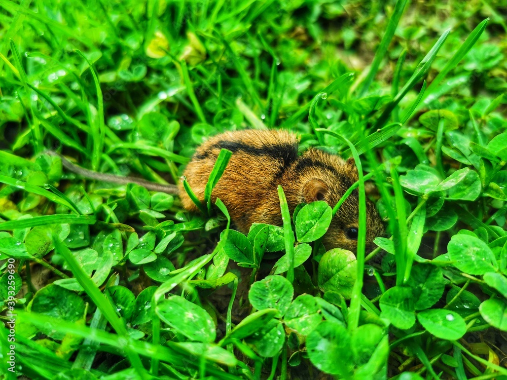 Obraz premium a spider