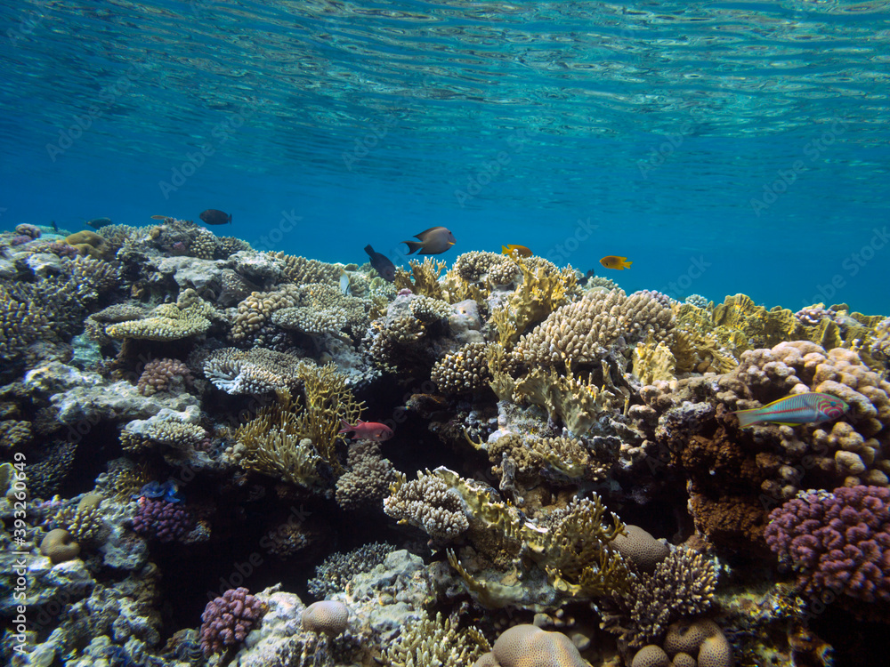 Naklejka premium Colorful coral reef with hard corals at the bottom of Red Sea