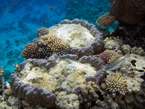 Colorful coral reef with hard corals at the bottom of Red Sea 