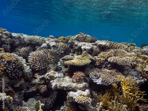 Colorful coral reef with hard corals at the bottom of Red Sea 