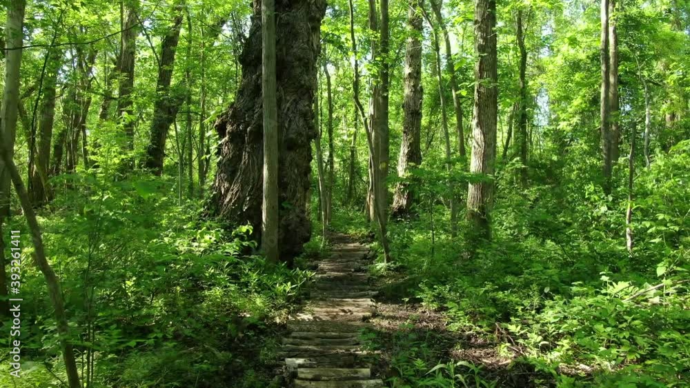 Hiking trail in forest with trees and plants in New York Hiking trail in forest with trees and plants in New York