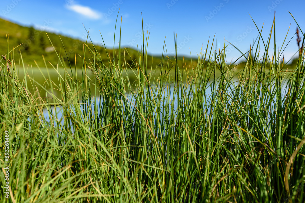 Fototapeta premium Closeup photo of green grass on hill in Carpathian mountains