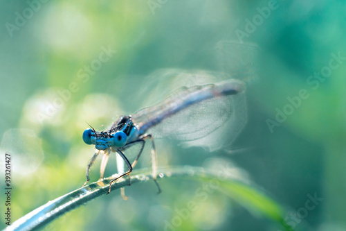 The white-legged damselfly or blue featherleg (Platycnemis pennipes), male. Dragonfly on a stem of grass in the early morning. Place for text. © Oksana