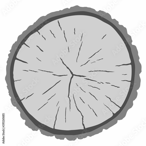 Vector wood texture of wavy ring pattern from a slice of tree. Grayscale wooden stump isolated on white.