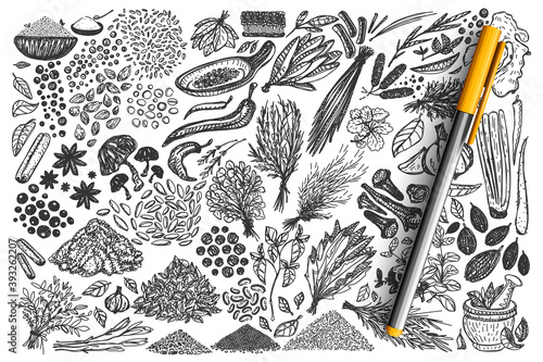 Spices doodle set. Collection of hand drawn different condiments herbs coriander carnation ginger pepper isolated on white background. Aromatic plants for cooking illustration for card design.
