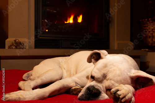 White boxer dog sleeping on a red rug near the burning fireplace. Resting dog