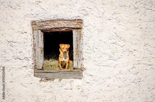 Perro pastor en ventana © Pablo Lusarreta