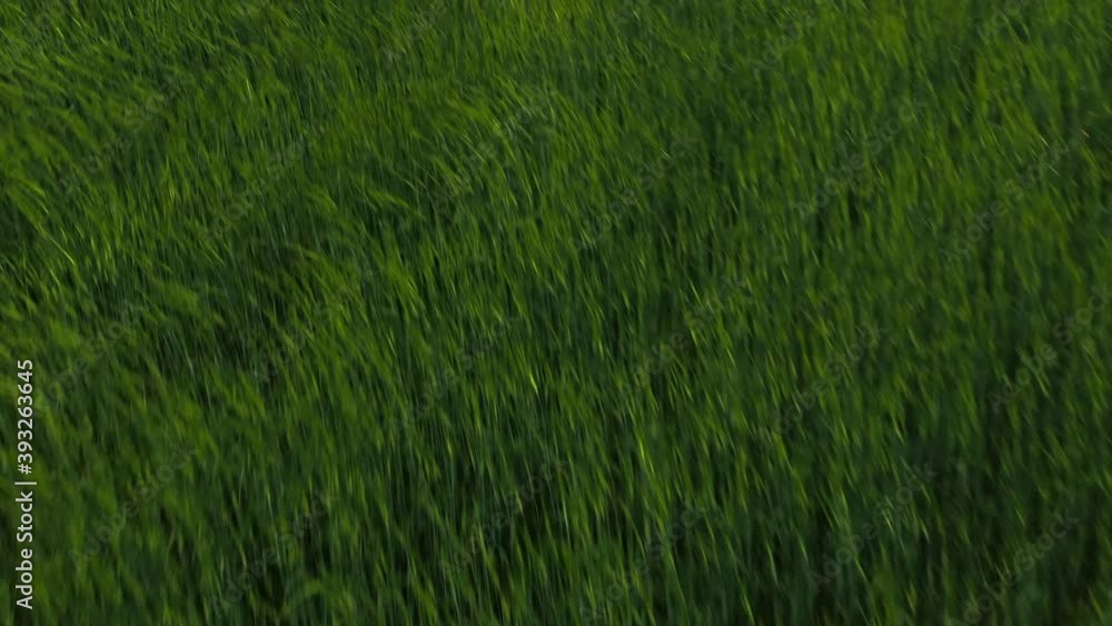 Green field with developing grass in the wind. The planted processing field moves in the wind Green field with developing grass in the wind. The planted processing field moves in the wind