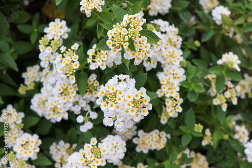 Lantana camara flower are blooming