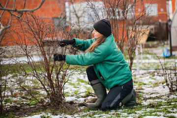 Caucasian beautiful woman gardener prunes branches with pruning shears, winter pruning of plants, gardening in winter