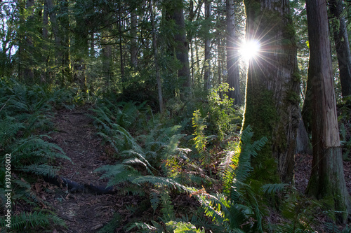 Hiking Trail and Bright Sun   Light Rays Beaming Through Trees in Mossy Evergreen Forest - Olympia  Washington  USA
