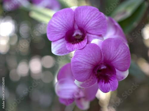 Closeup macro purple orchids Dendrobium bigibbum cooktown pink orchid flower plants with water drops and blurred background, soft focus ,sweet color for card design