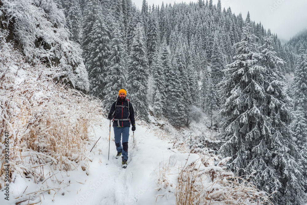 A man walks in the winter in a snowy mountain gorge. Forest in the mountains after a snowfall