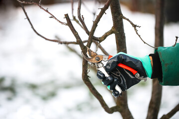 Caucasian cute woman gardener with garden tool close up, gardener pruning branches with pruning shears, winter plant pruning, winter gardening work in winter work clothes