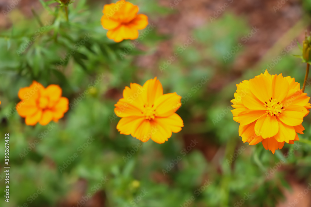 Orange Cosmos sulphureus Cav flower are blooming Orange Cosmos sulphureus Cav flower are blooming