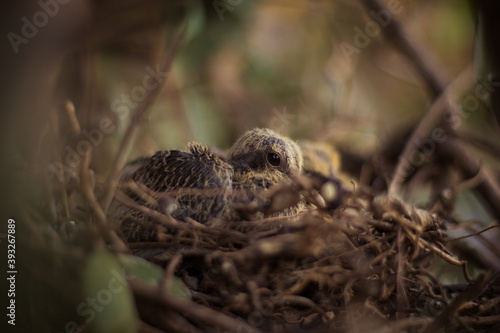 Pichones en nido