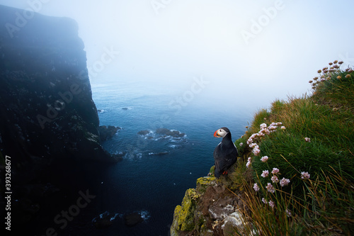 Canvas Print Atlantic puffin, fratercula arctica, standing on cliff in summer Iceland nature