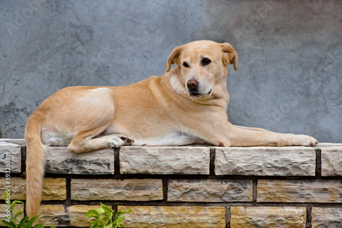 Labrador Retriever 