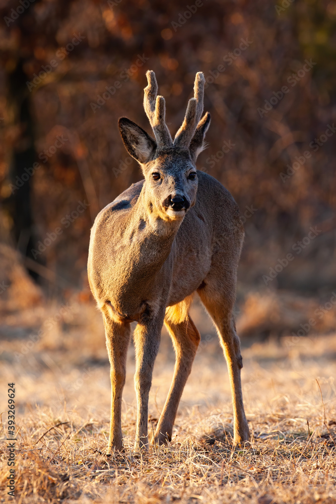 Roe deer, capreolus capreolus, with antlers covered in velvet standing on meadow in winter. Roebuck looking to the camera on dry field. Wild mammal watching in forest with backlit. Roe deer, capreolus capreolus, with antlers covered in velvet standing on meadow in winter. Roebuck looking to the camera on dry field. Wild mammal watching in forest with backlit.