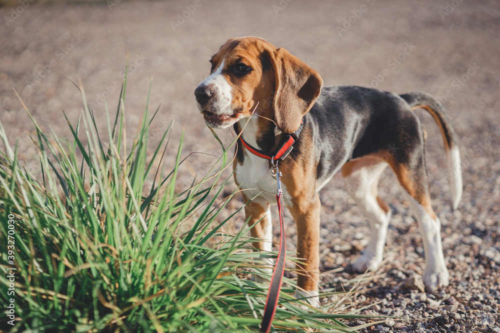 Beautiful thoroughbred beagle puppy for a walk. Autumn walk with your pet.
