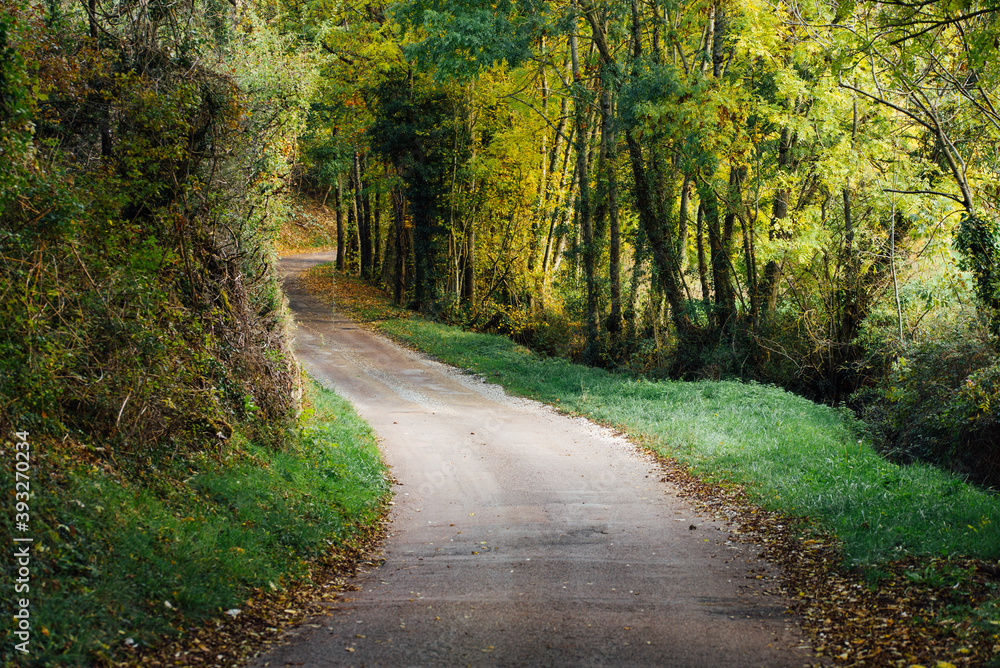 Obraz premium une route dans une forêt automnale