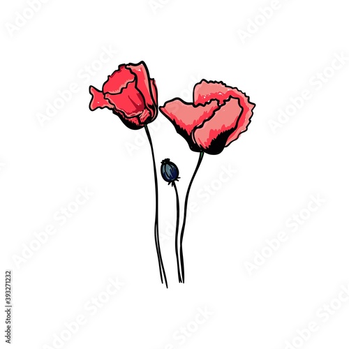 Vector image of buds of red poppies and poppy boll. Hand-drawn wildflower. Botanical sketch of poppies