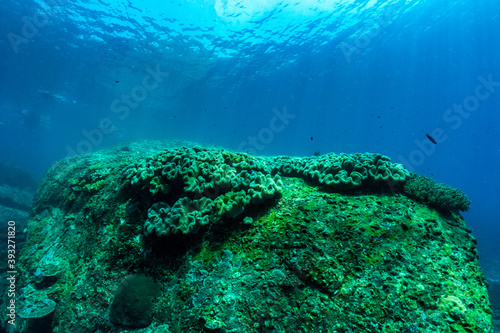 underwater scene with coral reef,raya island,phuket,Thailand.