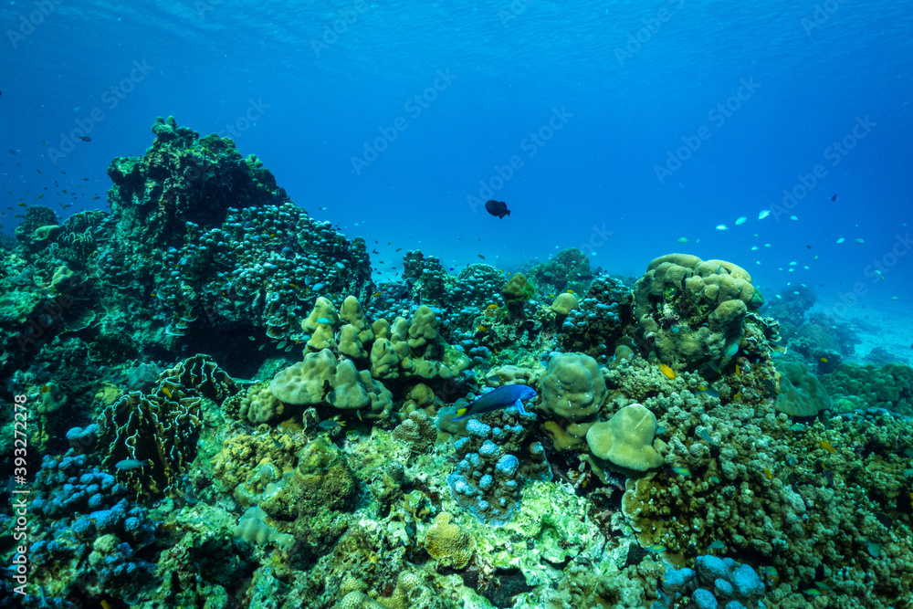 underwater scene with coral reef and fish.