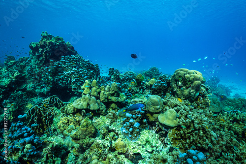Fototapeta Naklejka Na Ścianę i Meble -  underwater scene with coral reef and fish.
