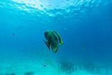 underwater scene with bat fish and coral reef,Raya Island, Phuket Province.