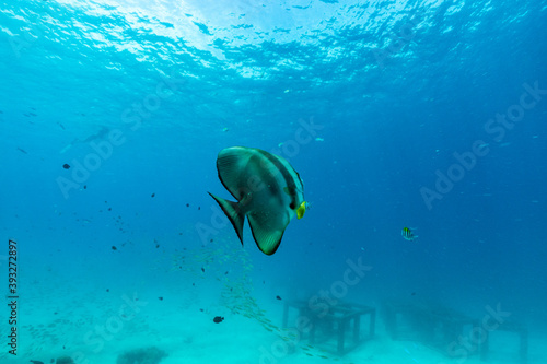 Wallpaper Mural underwater scene with bat fish and coral reef,Raya Island, Phuket Province. Torontodigital.ca