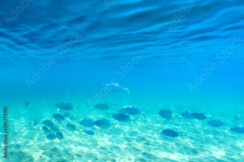 Group of fish swimming in the clear sea.