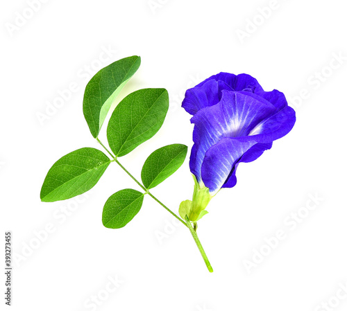Butterfly pea flower on white background. top view