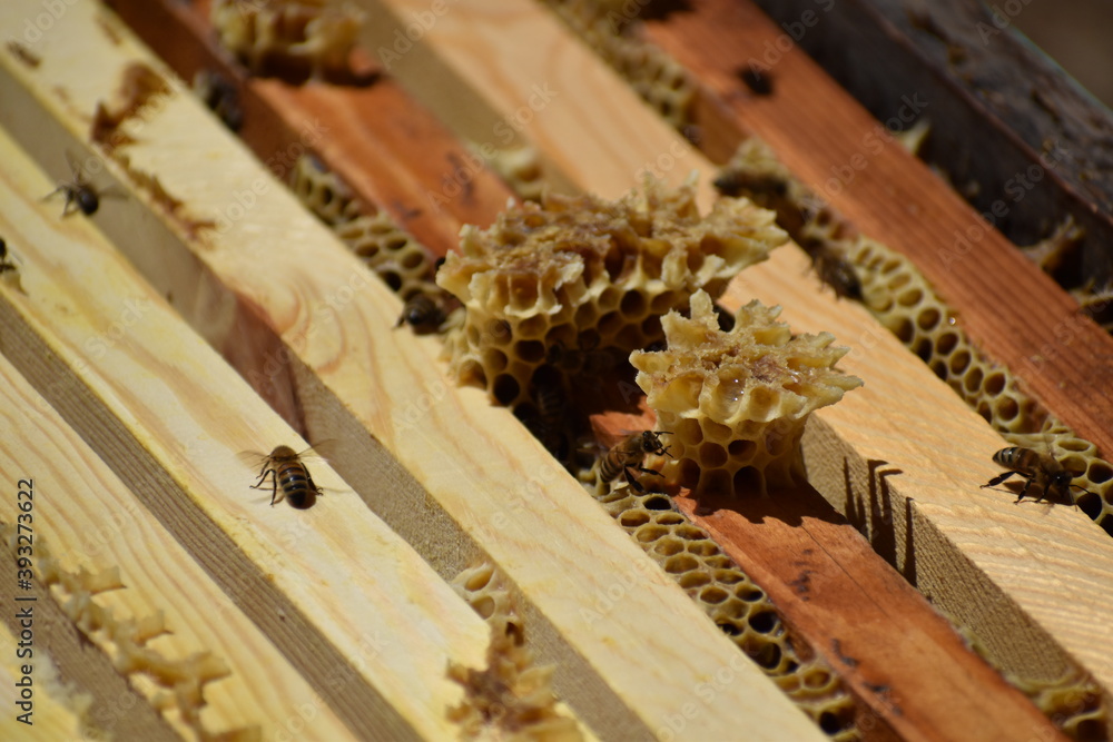 hive with bees