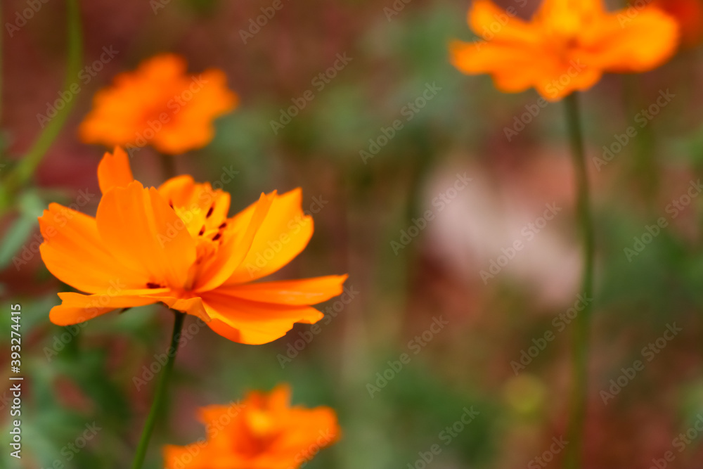 Orange Cosmos sulphureus Cav flower are blooming Orange Cosmos sulphureus Cav flower are blooming