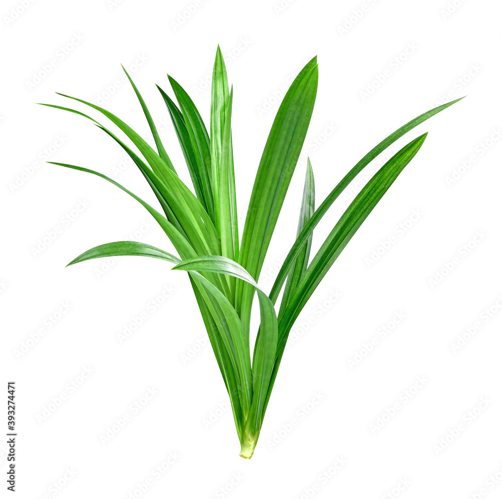 Fototapeta premium Fresh green pandan leaves isolated on white background