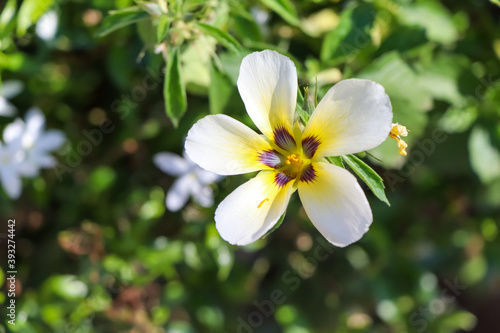 White Turnera  subulata are blooming