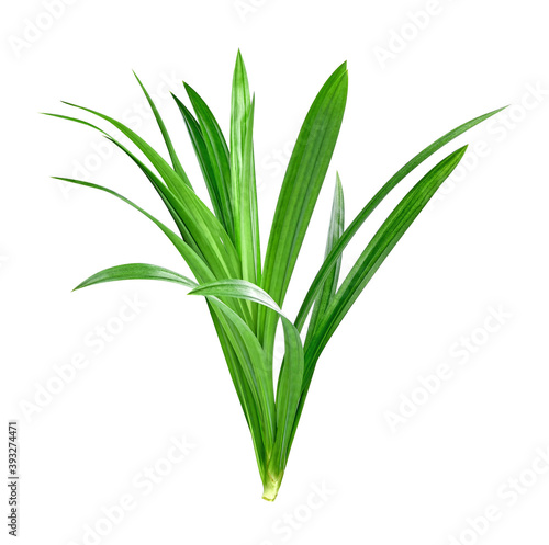 Fresh green pandan leaves isolated on white background photo