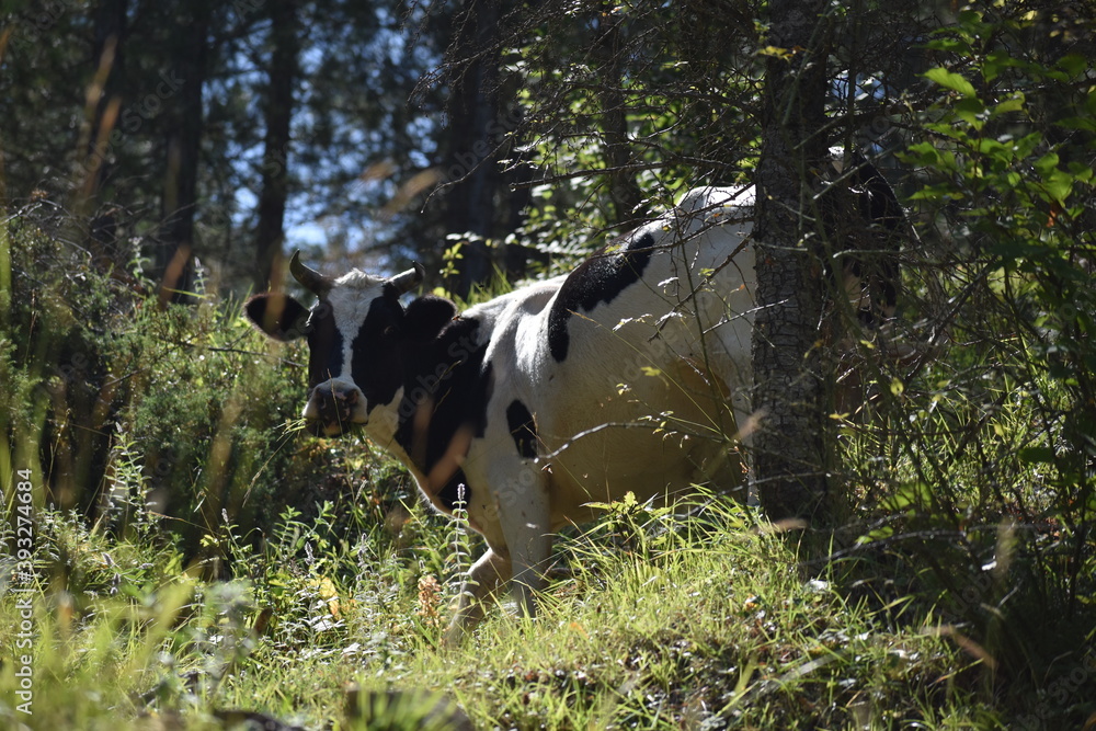 cow in the field