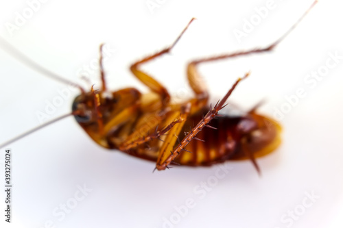 Blattodea slept dead and white background