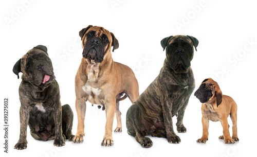 bullmastiffs in studio