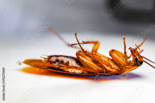 Blattodea slept dead and white background