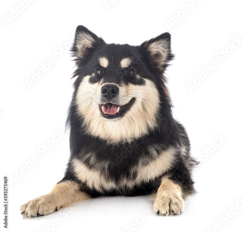 Finnish Lapphund in studio