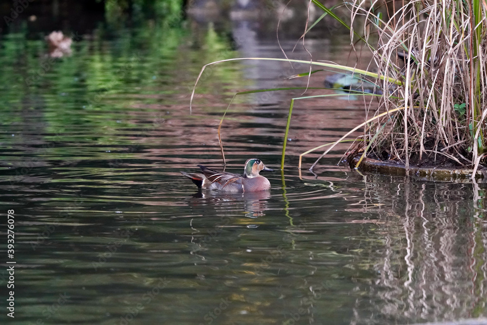 baikal teal in the pond baikal teal in the pond