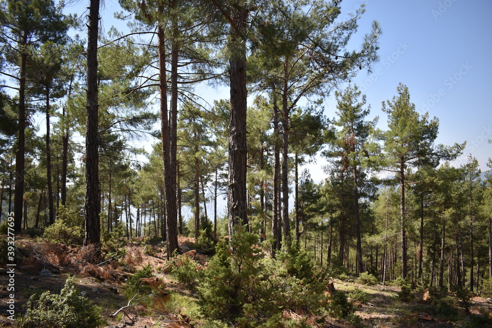 Obraz premium pine trees in the forest