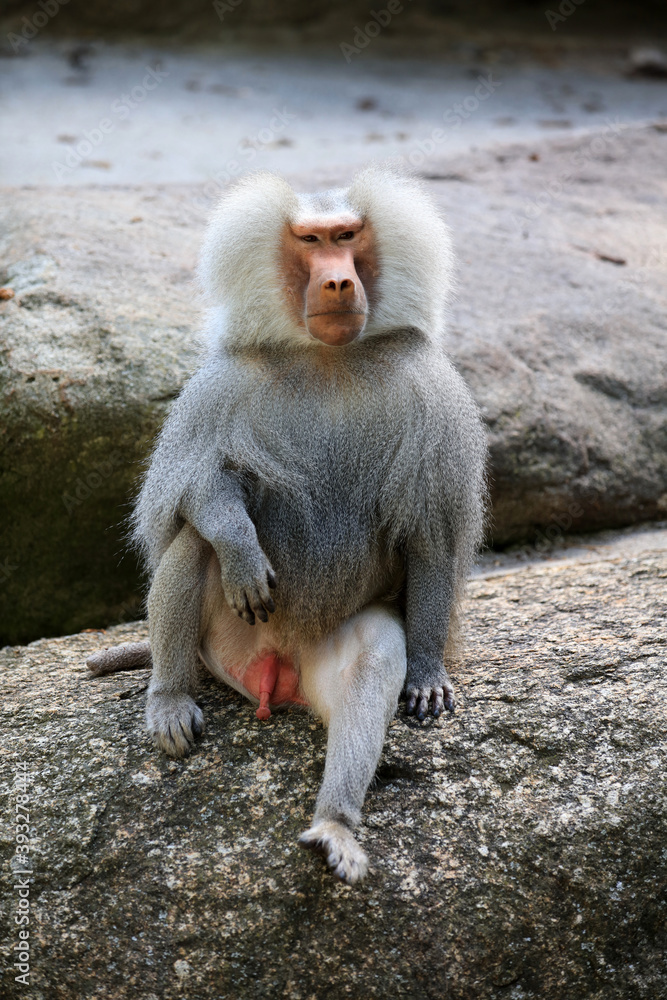 Naklejka premium Male Hamadryas Baboon (Papio Hamadryas)