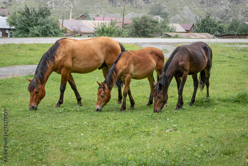 Three horses synchronously grazing in a meadow