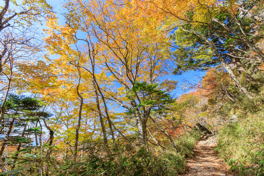 大台ヶ原の紅葉と登山道 奈良県 Autumn leaves in Oodaigahara and Trail Nara-ken 大台ヶ原の紅葉と登山道 奈良県 Autumn leaves in Oodaigahara and Trail Nara-ken