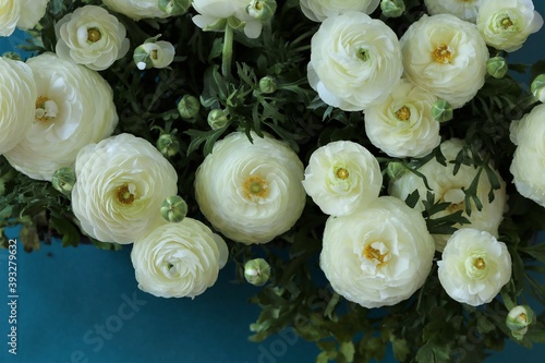 White Ranunculus flower.buttercup flowers.White  ranunculus flowers set on a  blue background.Floral card with spring flowers.Wedding day  mother s day.